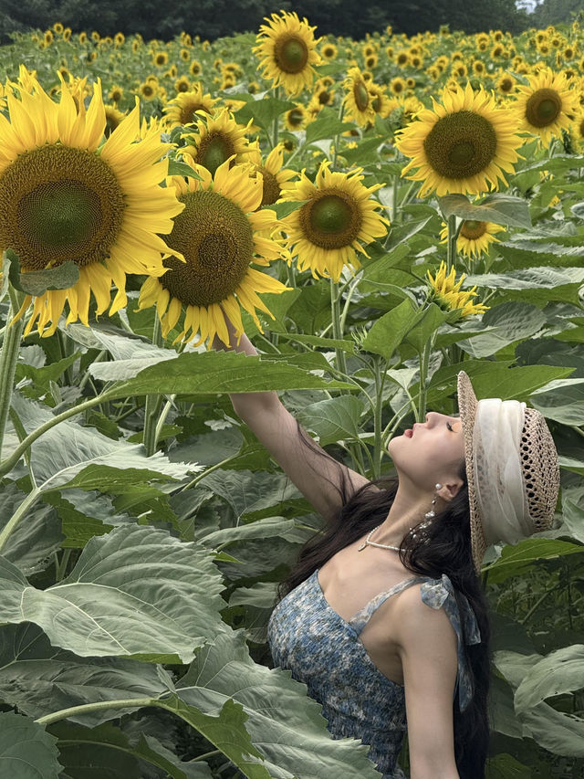 6.21直擊！美到窒息！免費夏日頂流向日葵花海盛開中🌻鮮熱出爐零濾鏡零修圖花況大公開！