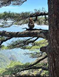 黃山風景區勸退警告：帶老人小孩尤其要注意這3個細節！