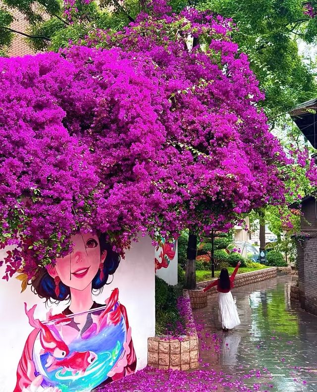昆明｜手绘簪花少女墙&⃓簕杜鹃梦幻联动