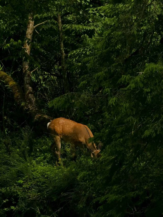 喇叭河｜濾鏡碎咗一地，綠野滿分，童話零分||