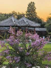 天壇夏暮：槐花紫薇共舞的時光