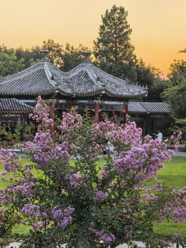 天壇夏暮：槐花紫薇共舞的時光