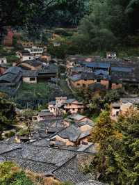 松陽雙村記：懸崖書店×千年古樹​