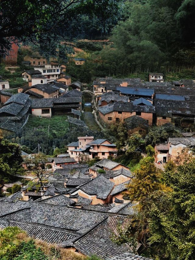 松陽雙村記：懸崖書店×千年古樹​