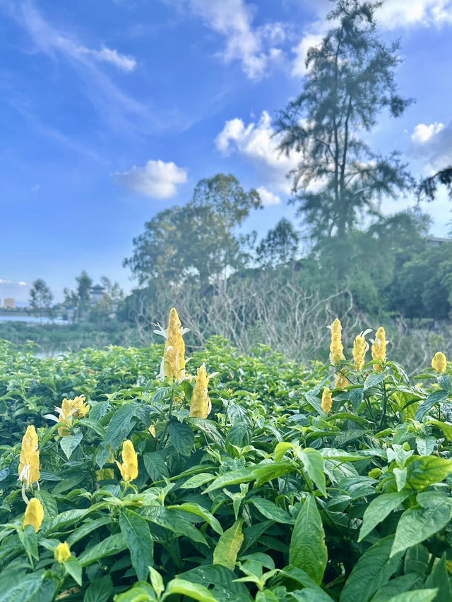 翠影繚繞・福州國家森林公園的森呼吸