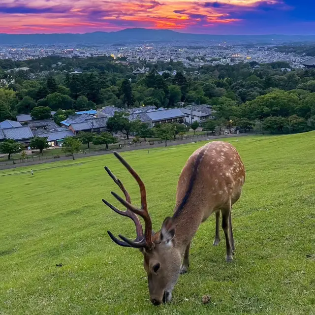 Олени в парке Нара