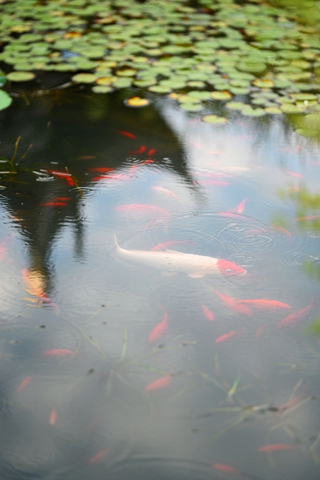 【都勻綠博園：鏡頭與腳步的雙重漫遊攻略】