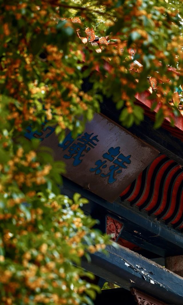 漫步湖大，邂逅金桂之美