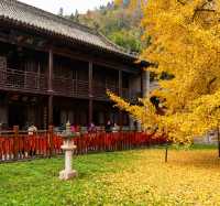 【長安第一絕美古剎！1400年銀杏樹下，邂逅盛唐的秋】