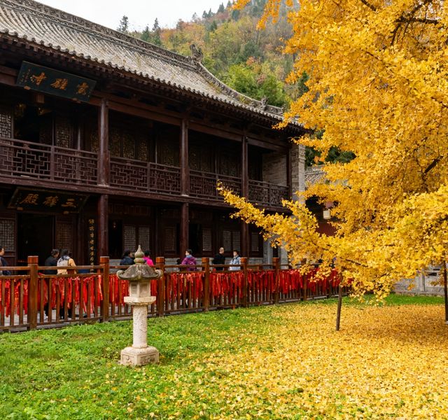 【長安第一絕美古剎！1400年銀杏樹下，邂逅盛唐的秋】