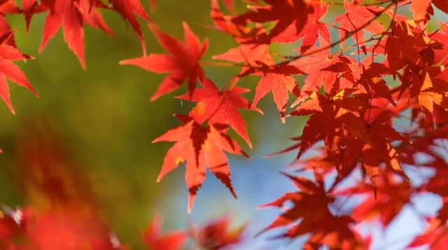 2025年日本紅葉季時間預測！