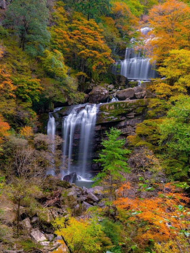 秦巴秋日來信，紅葉遞來免票箋