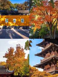 蘇州的秋天,堪稱中式美學天花板!!