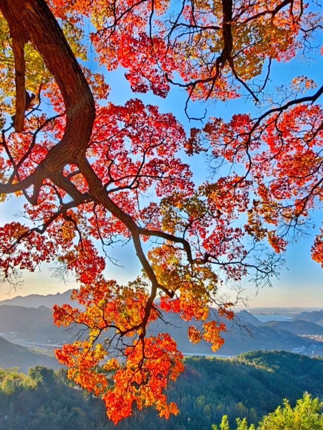 免費打卡崂山神清宮!千年底蘊+秋日紅葉頂流 免費打卡崂山神清宮!千年底蘊+秋日紅葉頂流