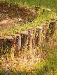 唐山人民公園賞楓攻略！市區10分鐘直達，紅葉紅成童話