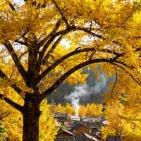 中國醉美銀杏村落·桐子坳