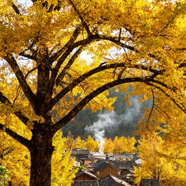 中國醉美銀杏村落·桐子坳