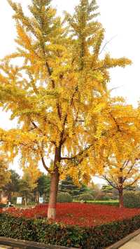 城市中心的秋日童話