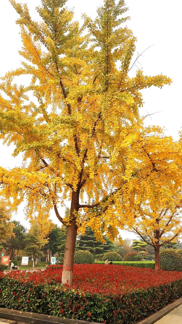 城市中心的秋日童話