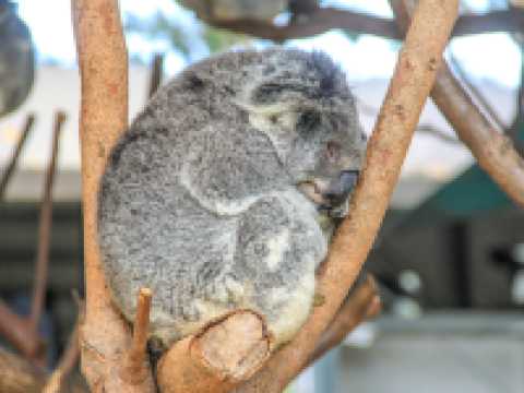 秋遊澳新兩國這篇攻略不看虧大