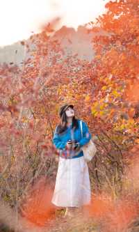 銀杏瀑布、紅葉滿山 鄭州周邊小眾賞秋路線