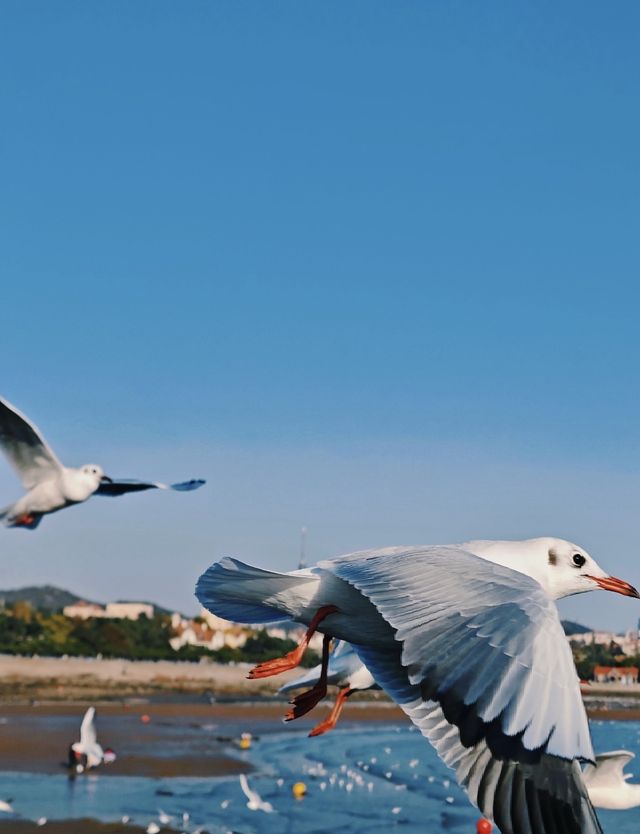 青島·冬日鷗語
