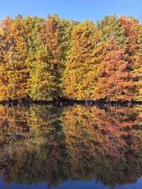 尊嘟紅了本週末就衝明孝陵燕雀湖