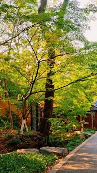 南京棲霞山秋色實測｜銀杏金黃楓葉漸變，下週顏值巔峰！