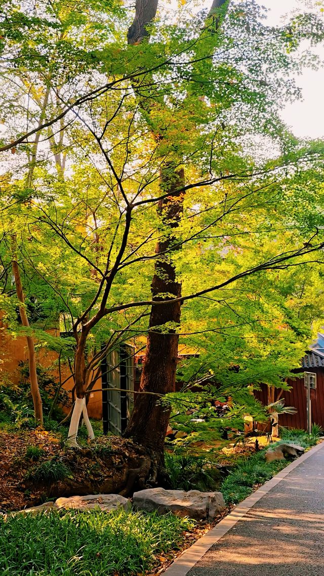 南京棲霞山秋色實測｜銀杏金黃楓葉漸變，下週顏值巔峰！