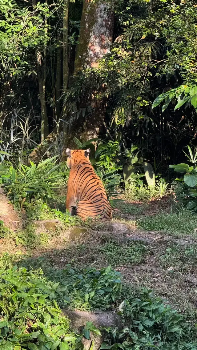 新加坡生日優惠！免費動物園+瘋狂動物城打卡