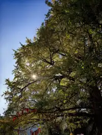 南惹千年銀杏樹已進入最佳觀賞期古村+古樹