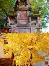 別卷黃山了!這座40公里外的隱世仙山,秋意封神