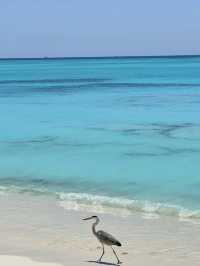 藍天碧海的馬代天堂,這裡不僅有絕美的海島風光,更有讓人沉醉的人文故事和美食體驗~ 行程亮點