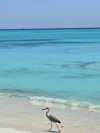 푸른 하늘과 에메랄드빛 바다가 어우러진 낙원, 몰디브는 아름다운 섬 풍경뿐만 아니라 매혹적인 문화 이야기와 미식 경험도 선사합니다. 여행 하이라이트