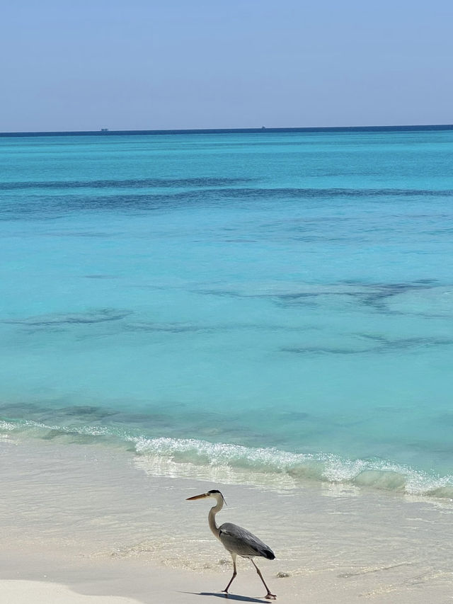 藍天碧海的馬代天堂,這裡不僅有絕美的海島風光,更有讓人沉醉的人文故事和美食體驗~ 行程亮點 藍天碧海的馬代天堂,這裡不僅有絕美的海島風光,更有讓人沉醉的人文故事和美食體驗~ 行程亮點