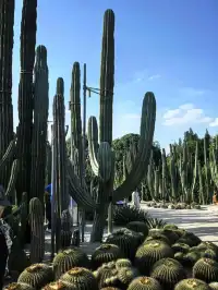 廈門植物園鐘鼓索道懶人版