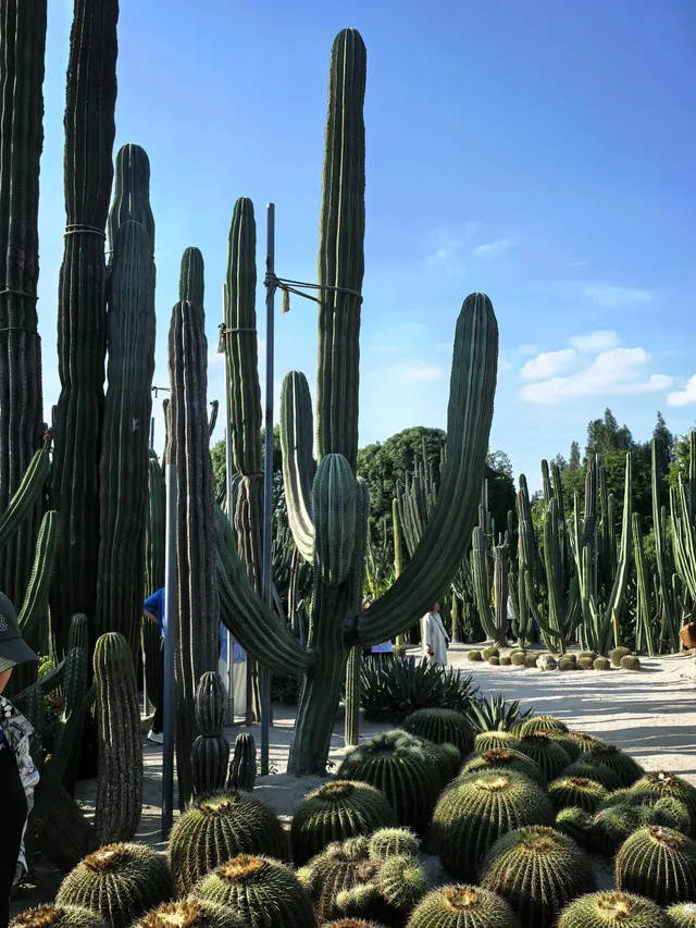 廈門植物園鐘鼓索道懶人版 廈門植物園鐘鼓索道懶人版