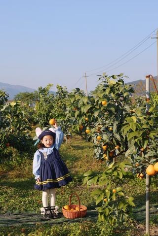 Wenzhou also has its own Jeju Island experience with the joy of the orange orchard