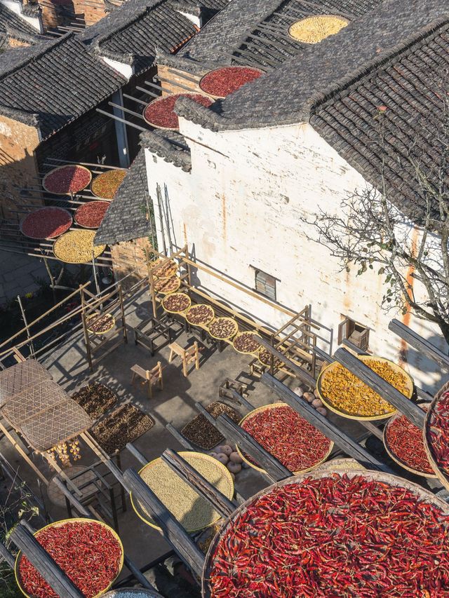 篁嶺秋色已達巔峰!千萬別錯過! 篁嶺秋色已達巔峰!千萬別錯過!