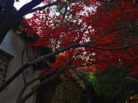 12月初實探｜無錫惠山古鎮，邂逅一場盛大的江南深秋