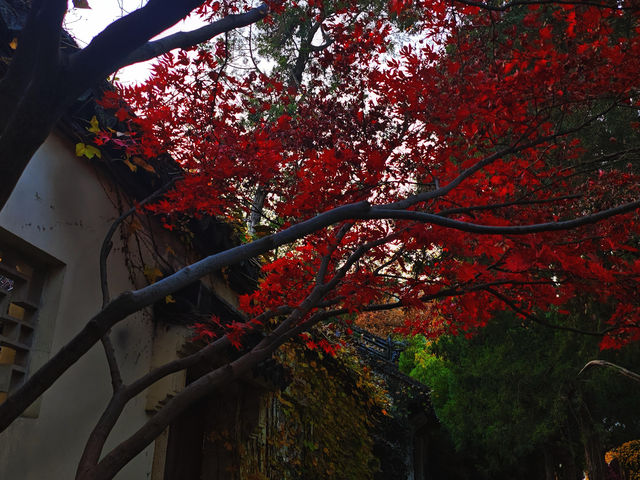 12月初實探｜無錫惠山古鎮，邂逅一場盛大的江南深秋