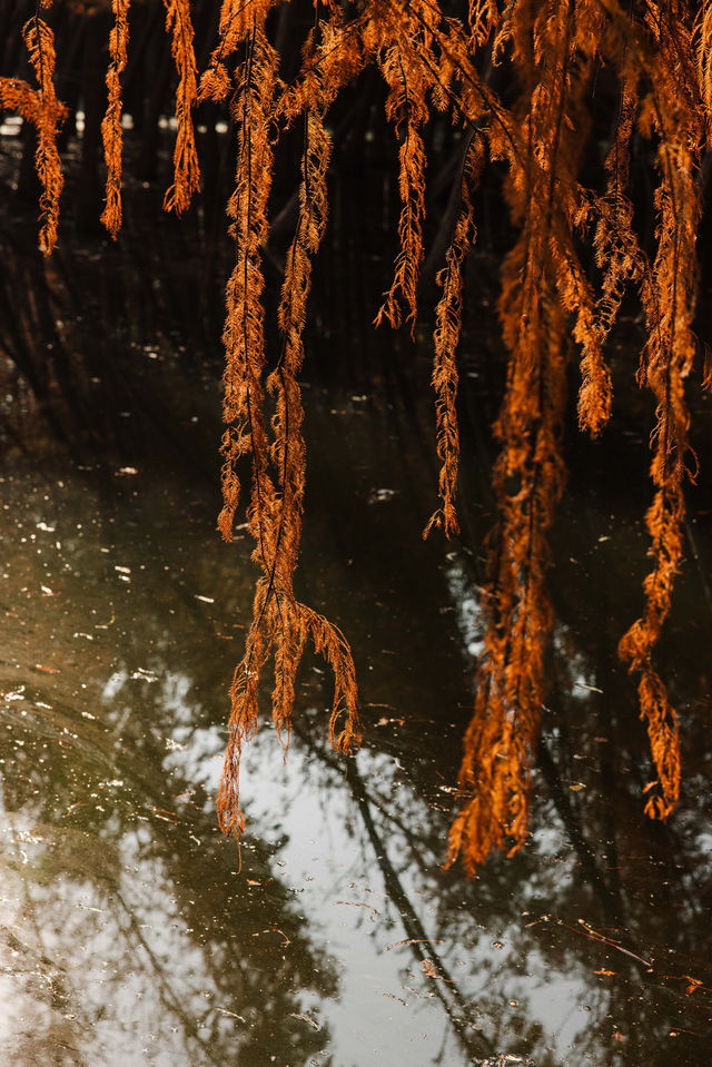 江南「亞馬遜」驚艷初冬！乘竹筏穿越油畫世界