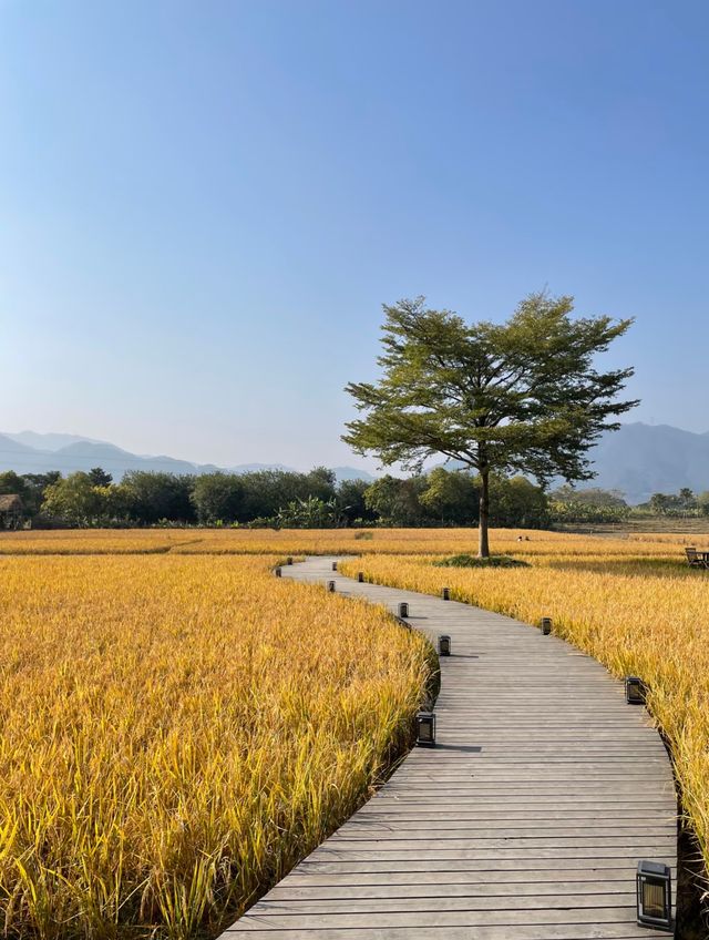 稻田民宿私湯指南 稻田民宿私湯指南