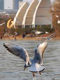 平頂山白龜湖|中原天鵝湖觀鳥指南