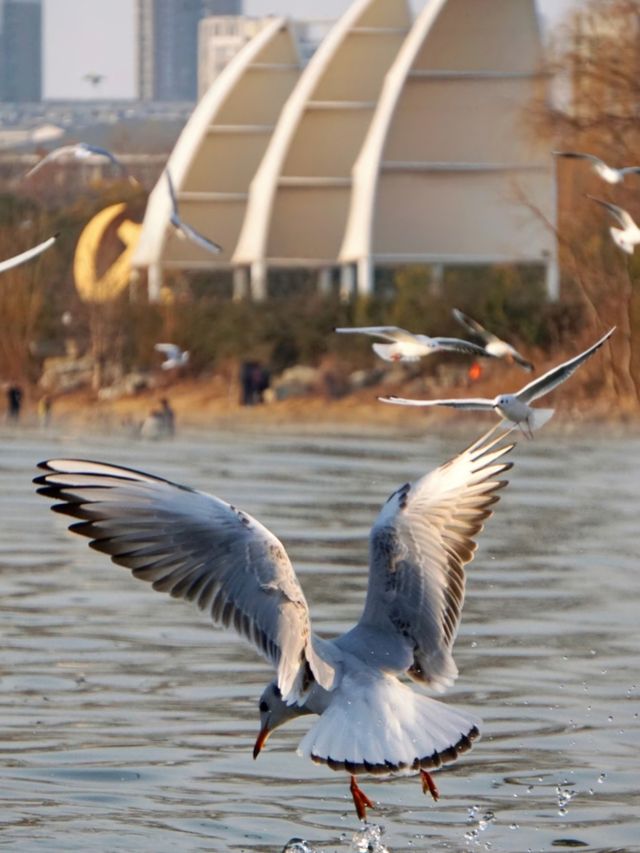 平頂山白龜湖|中原天鵝湖觀鳥指南 平頂山白龜湖|中原天鵝湖觀鳥指南
