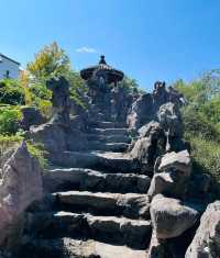 紫微園賞銀杏絕美