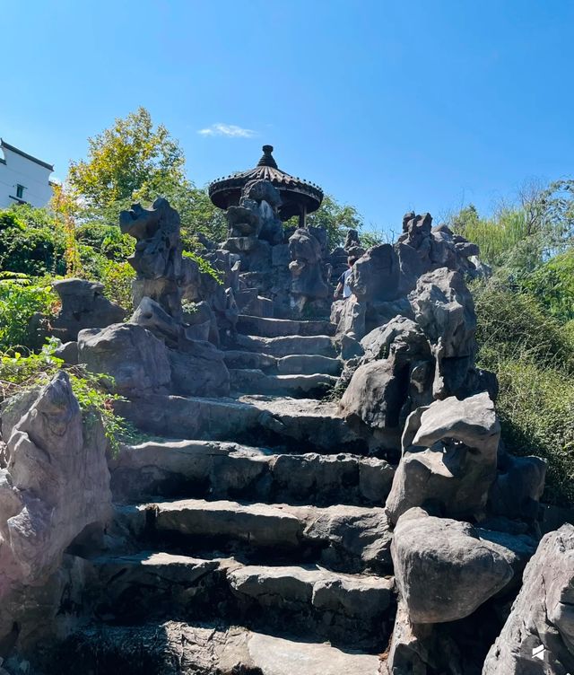 紫微園賞銀杏絕美 紫微園賞銀杏絕美