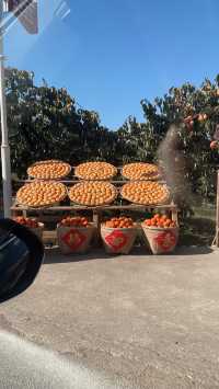 偷偷告訴你！恭城紅巖村的柿子季也太出片了吧