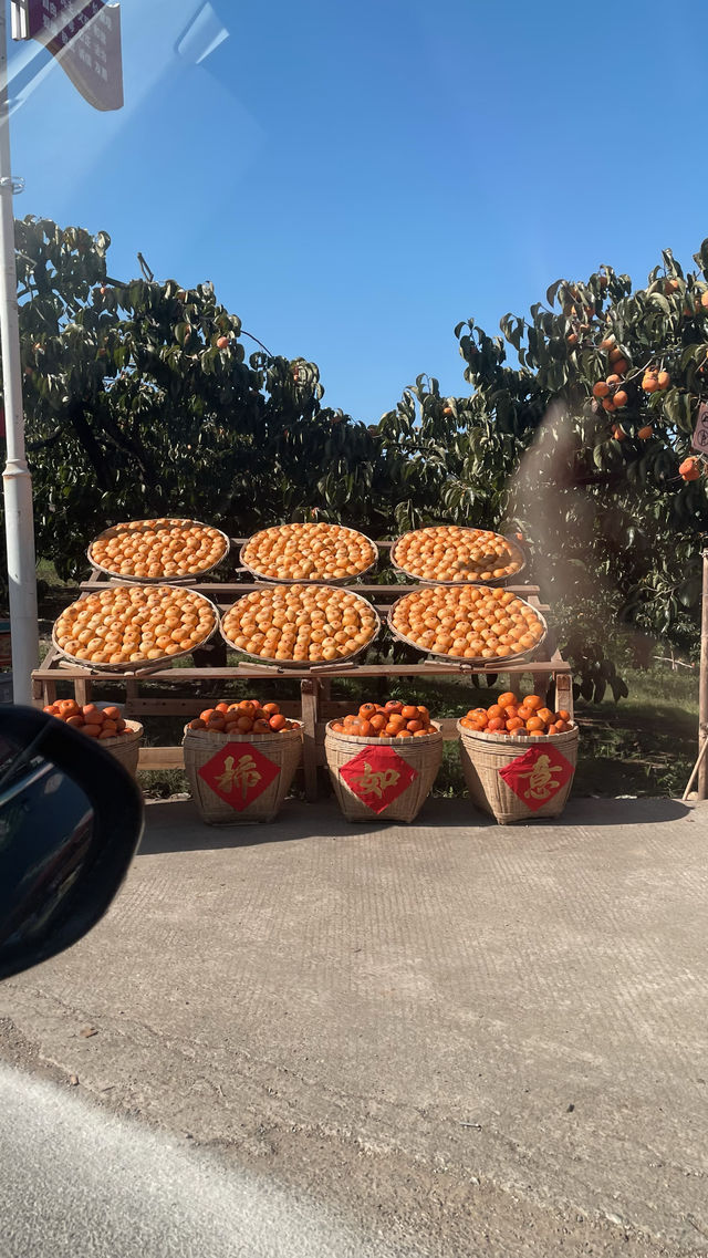 偷偷告訴你！恭城紅巖村的柿子季也太出片了吧