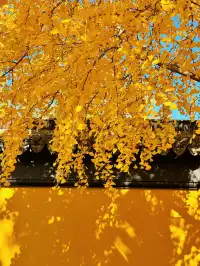 蘇州|西園寺已進入秋季最佳觀賞期